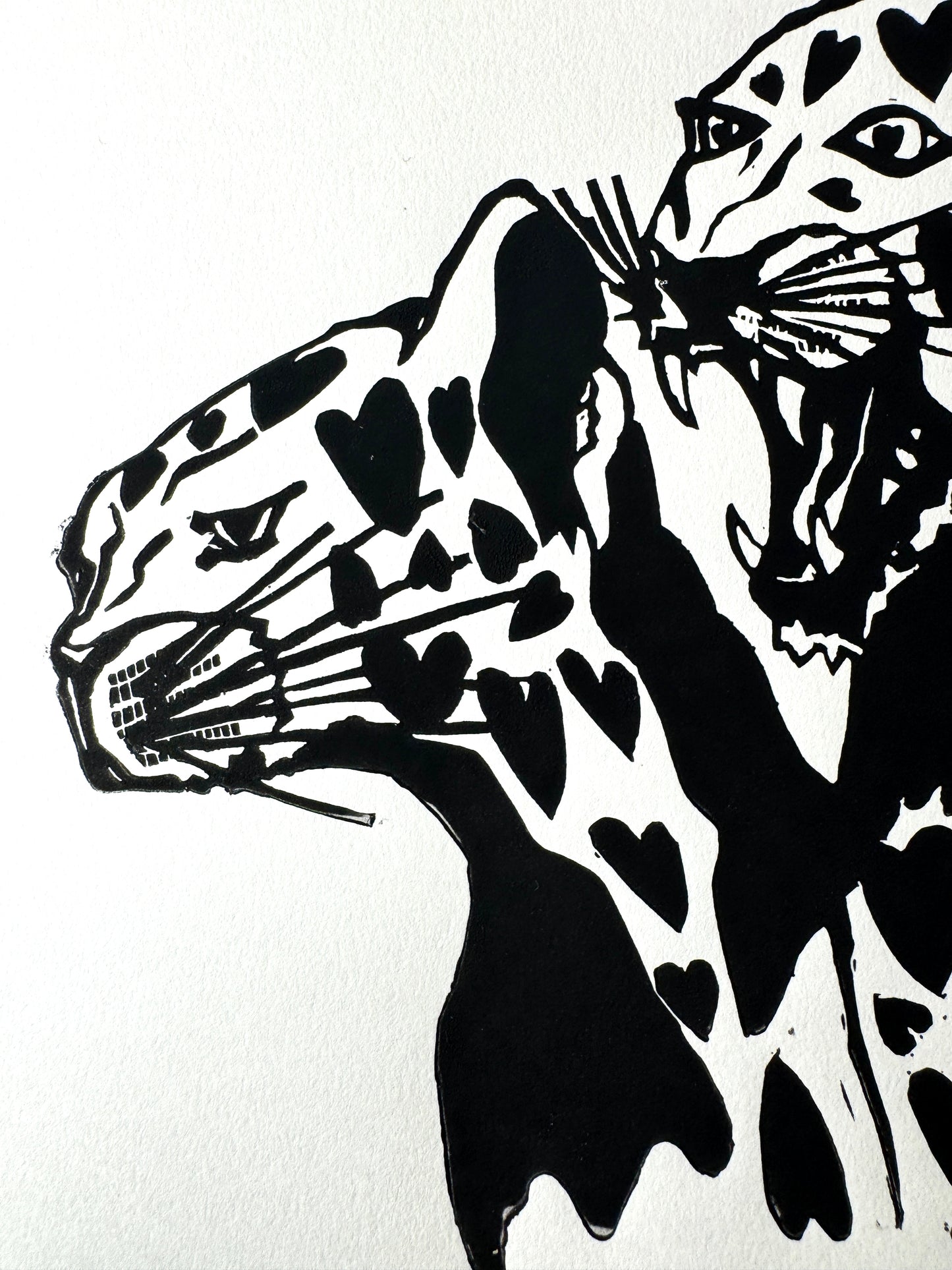 Cheetahs