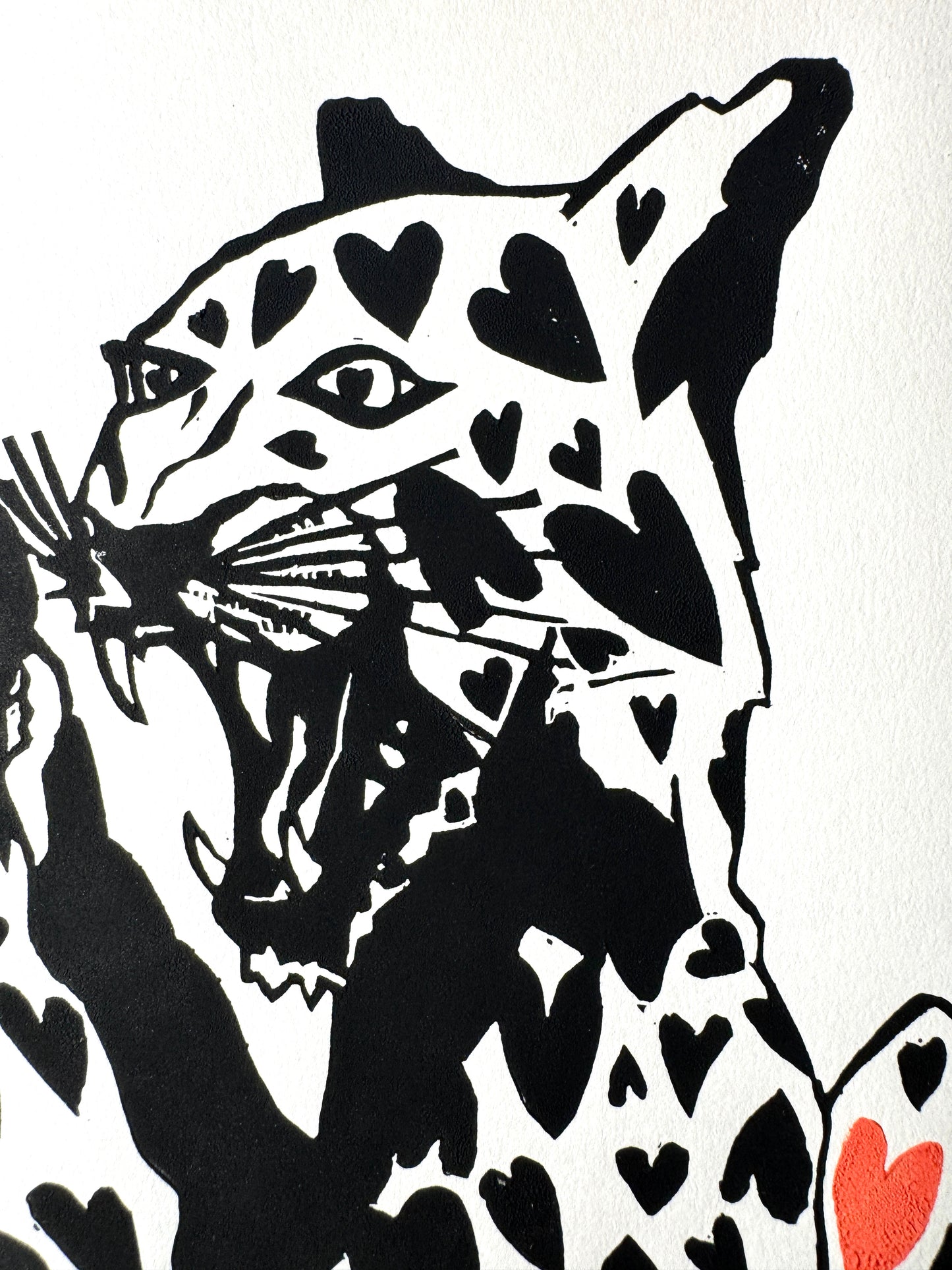 Cheetahs