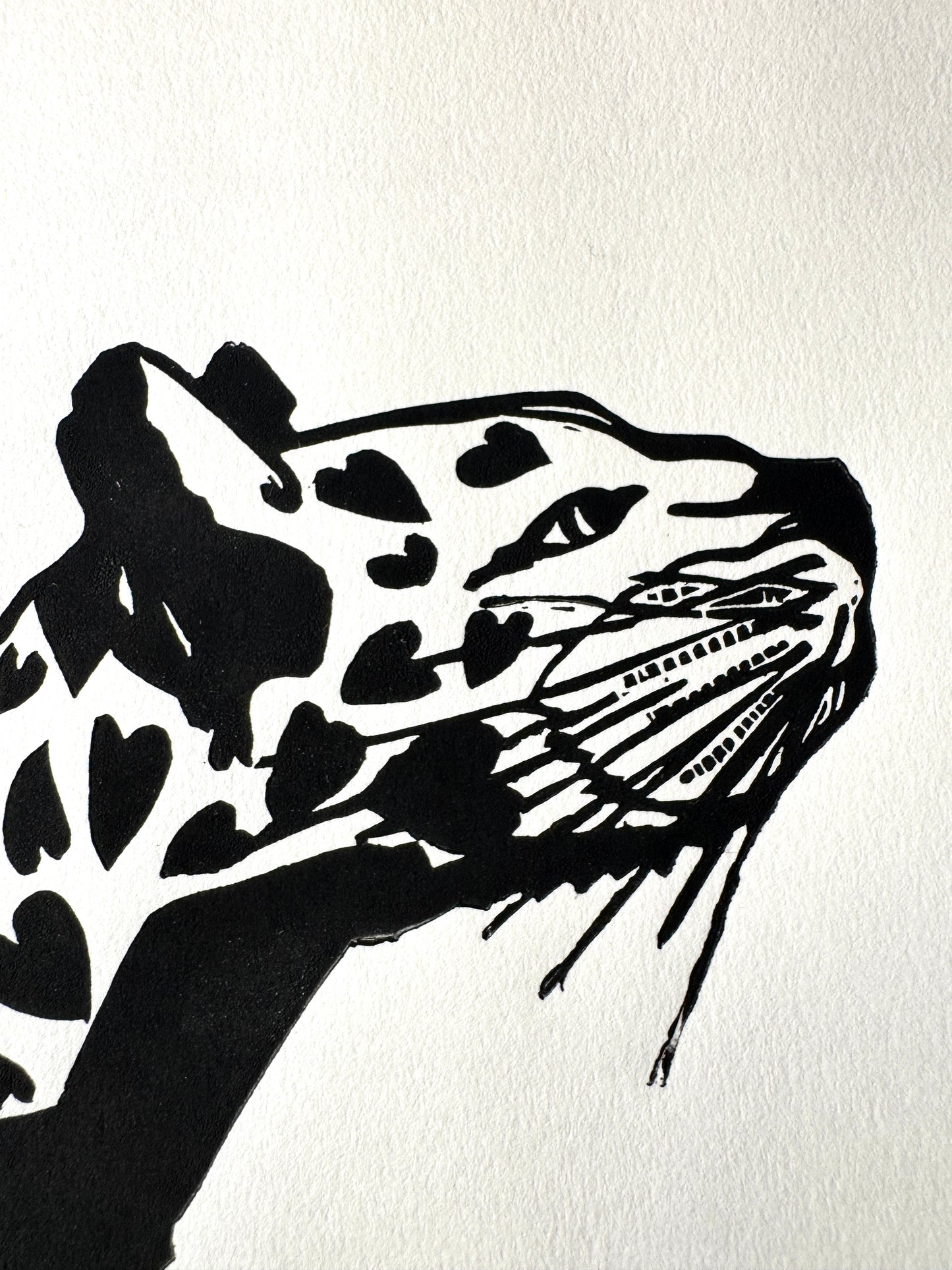 Cheetahs